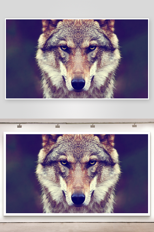 狼头特写眼神锐利-众图网