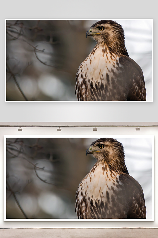 猛禽凝视远方照片摄影-众图网