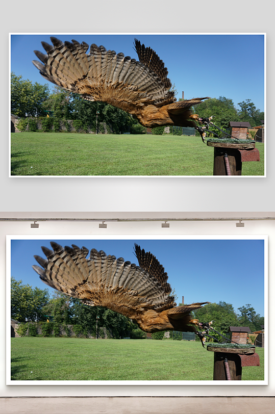 猛禽展翅飞行瞬间-众图网