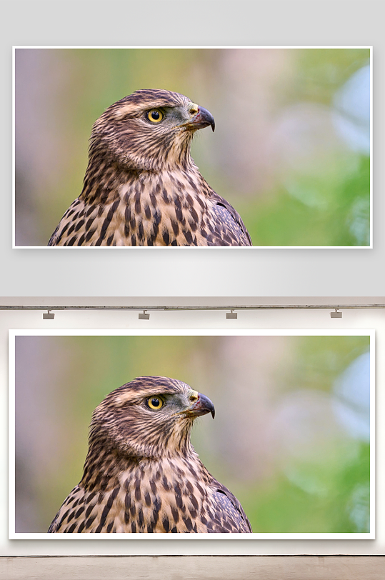 猛禽特写锐利眼神与斑驳羽毛-众图网