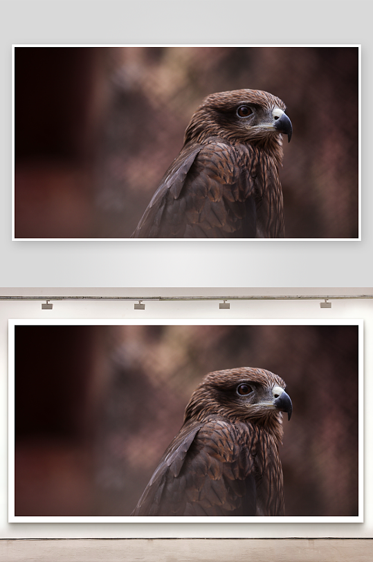 猛禽特写锐利眼神与细腻羽毛-众图网