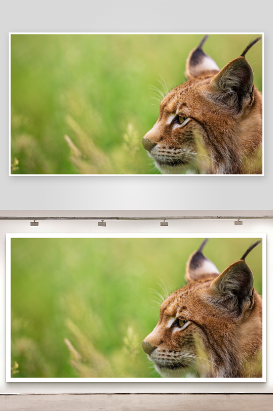 猞猁侧脸特写绿草背景-众图网