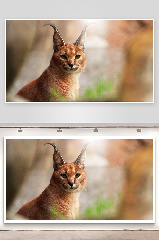 猞猁凝视镜头目光锐利-众图网