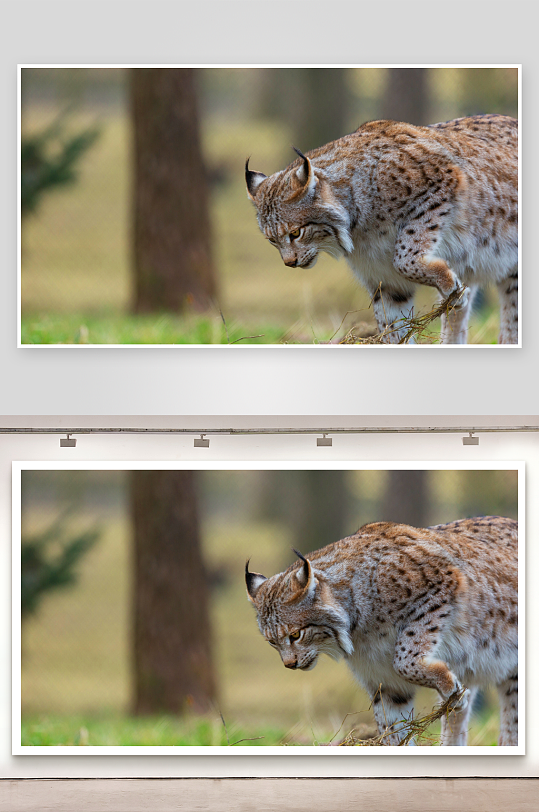 猞猁林间漫步专注觅食-众图网