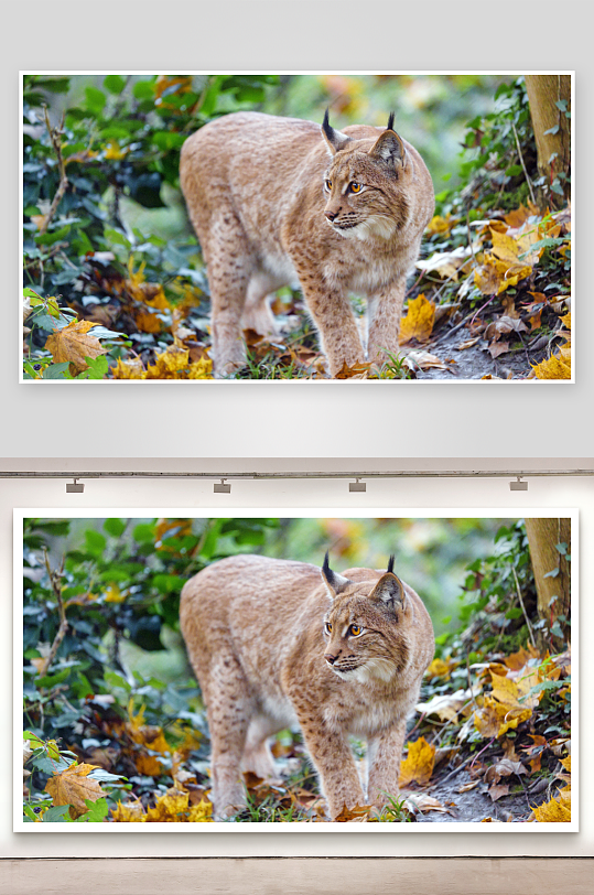 猞猁林间漫步落叶满地-众图网