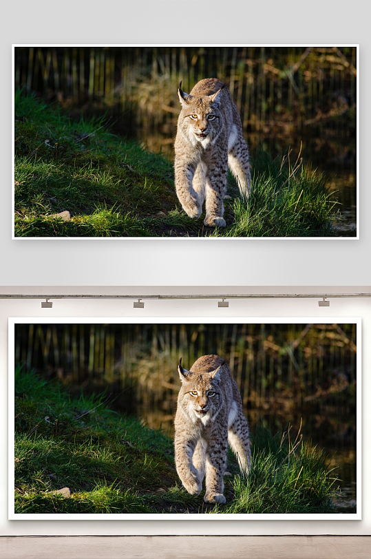 猞猁漫步水边草丛间-众图网