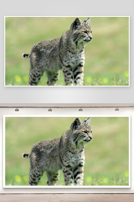 猞猁站立草丛中凝视远方-众图网