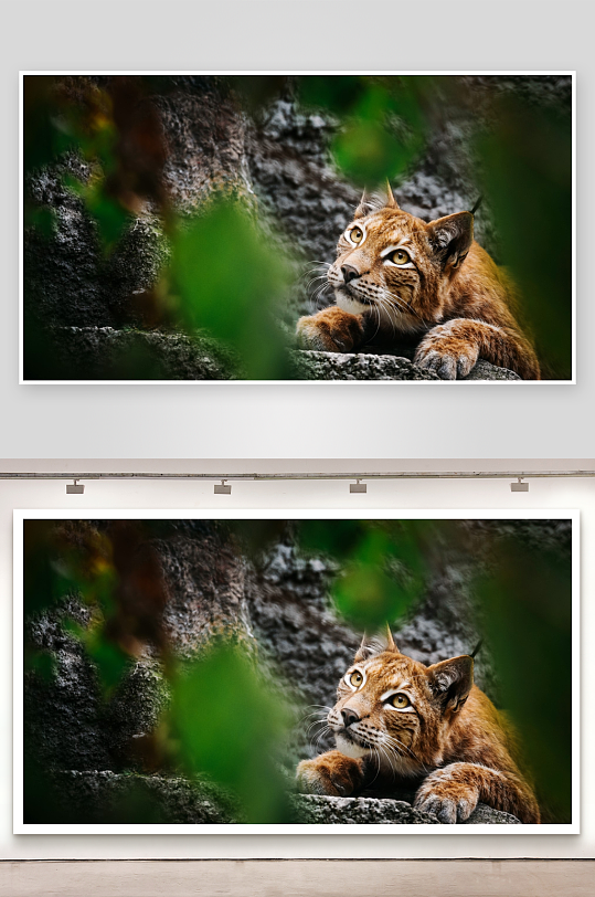 猞猁静卧岩石间凝视远方-众图网