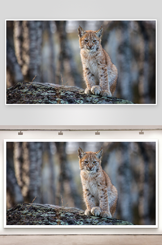 猞猁静坐岩石上照片摄影-众图网