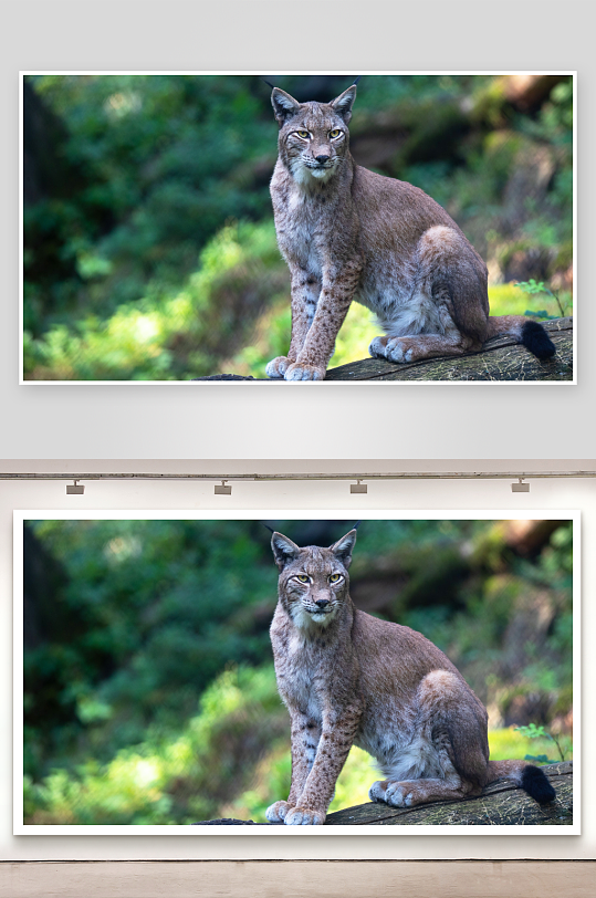 猞猁静坐林间木桩之上-众图网