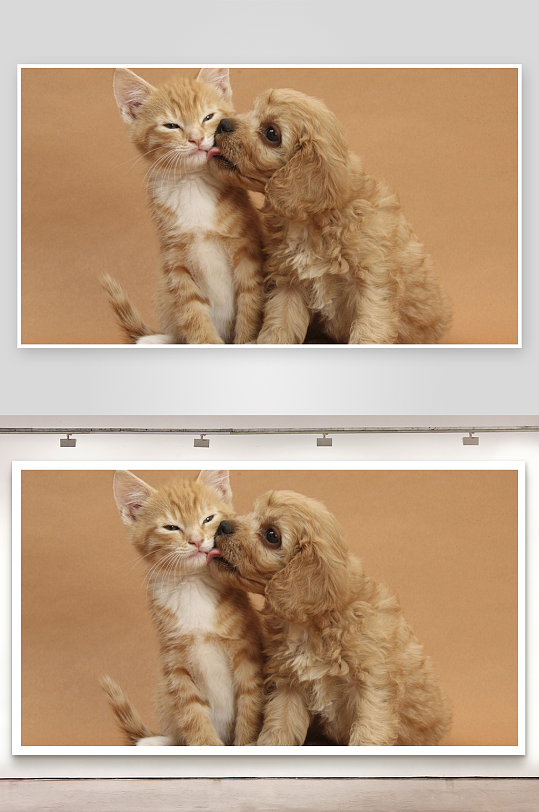 猫咪与小狗亲密互动-众图网