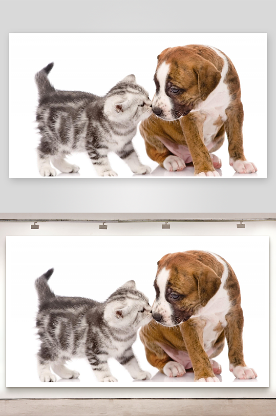 猫咪亲吻小狗温馨互动-众图网