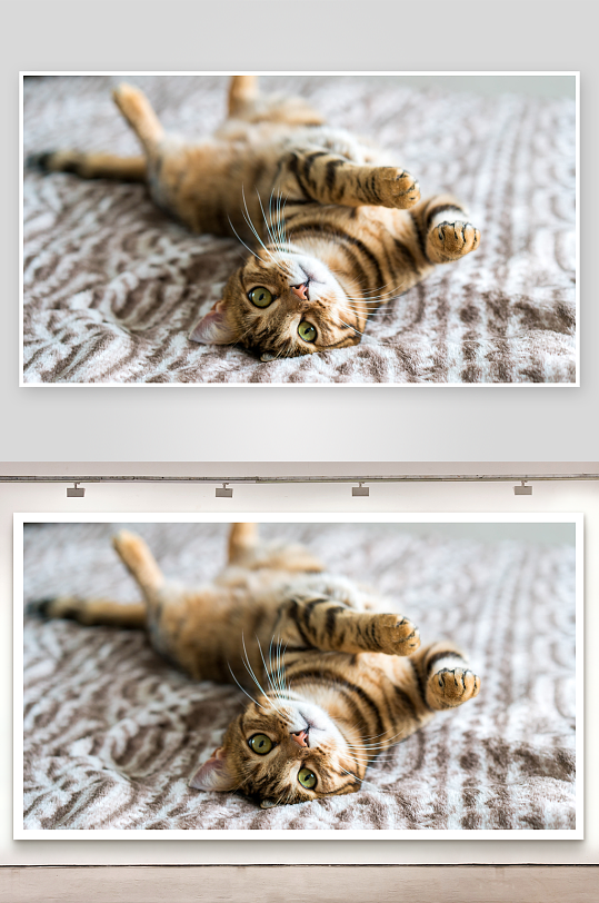 猫咪仰卧毯上萌态十足-众图网