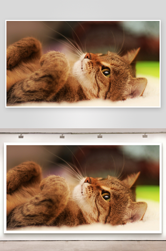 猫咪仰卧萌态十足-众图网