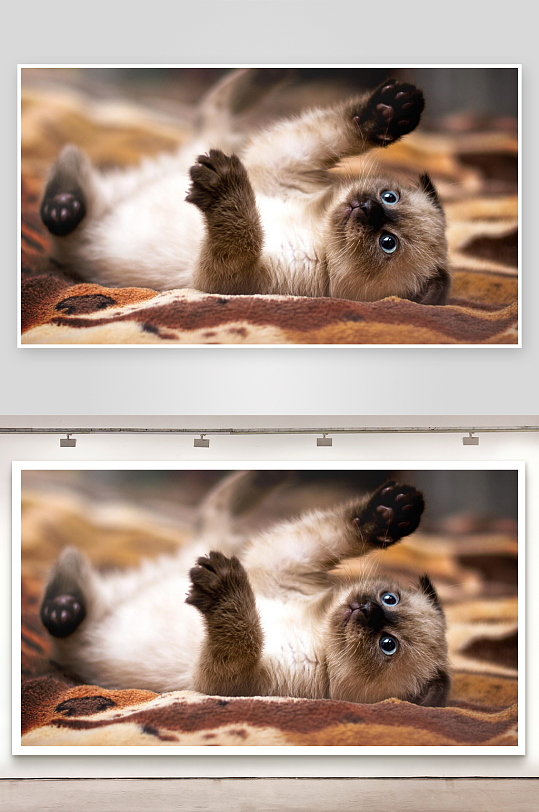 猫咪仰卧萌态百出-众图网