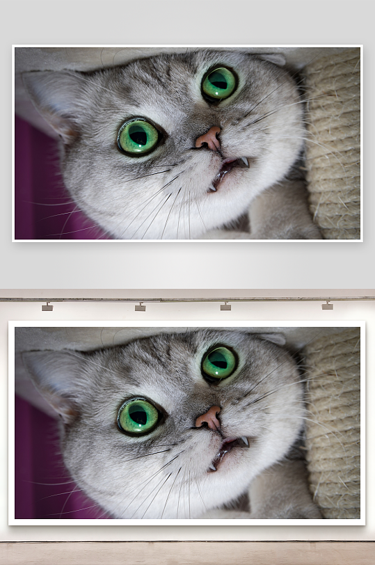 猫咪仰视特写萌态十足-众图网