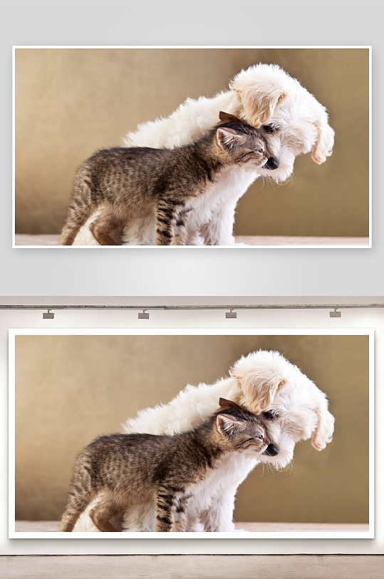 猫咪依偎小狗温馨画面-众图网