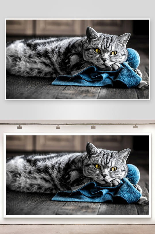 猫咪依偎蓝色布料静卧木地-众图网