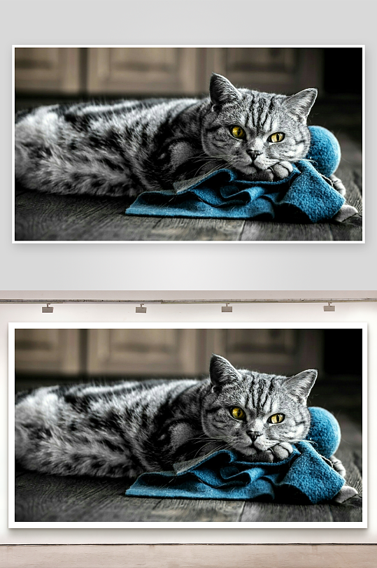 猫咪依偎蓝色布料静卧画面-众图网
