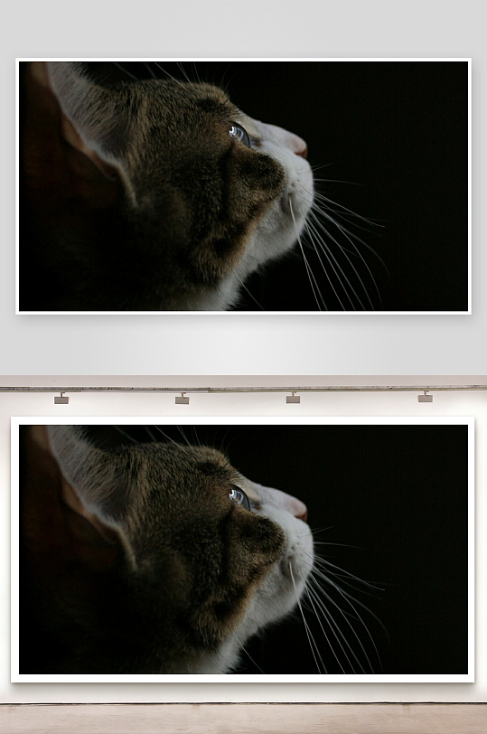 猫咪侧脸特写眼神专注-众图网