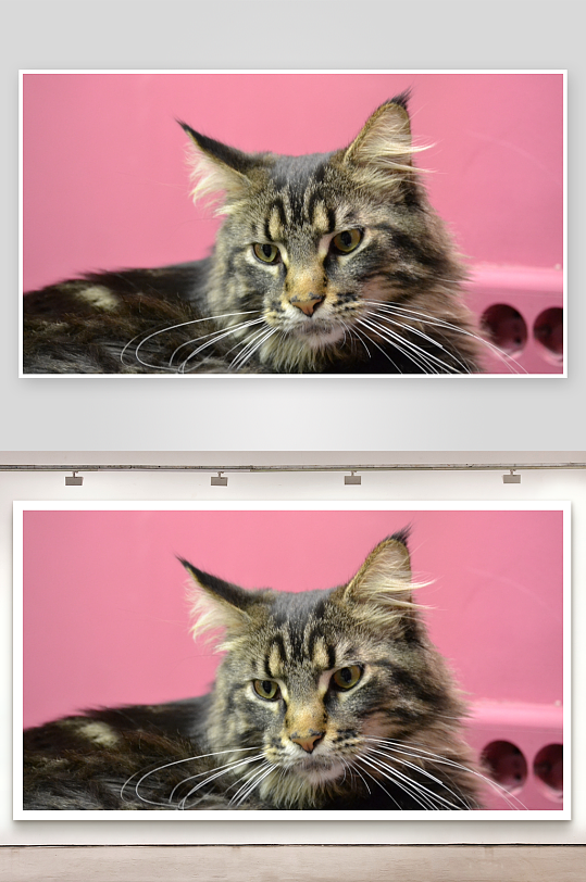 猫咪凝视粉色背景-众图网