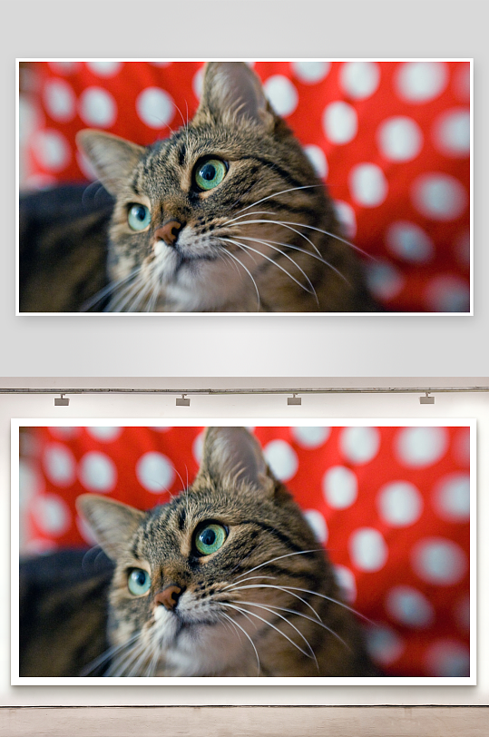 猫咪凝视红白波点背景-众图网