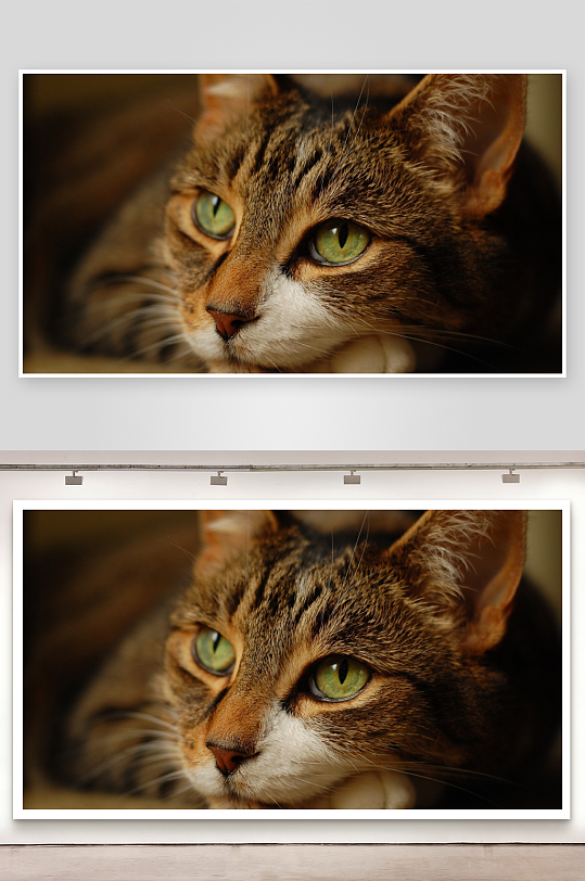 猫咪凝视绿眼棕毛特写-众图网