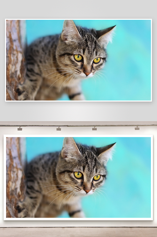 猫咪凝视蓝背景下的专注眼神-众图网