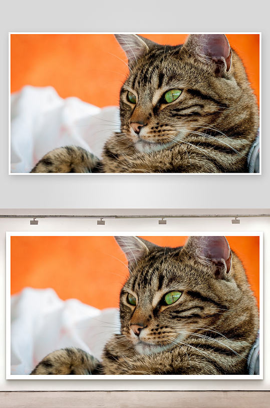 猫咪凝视远方照片摄影-众图网