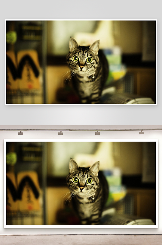 猫咪凝视镜头绿眼特写-众图网