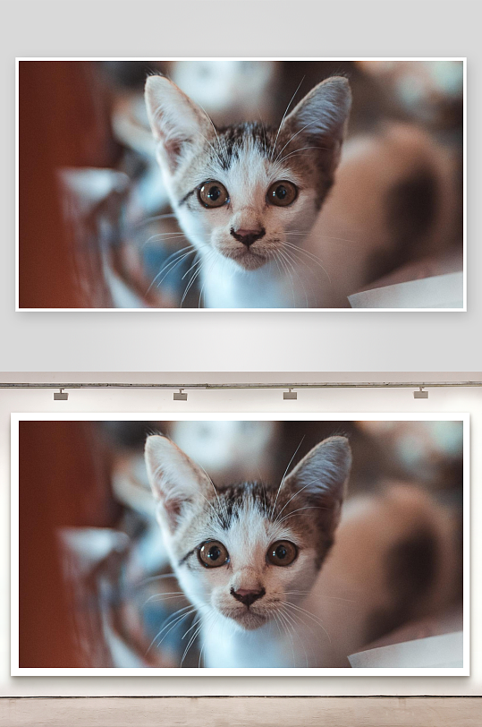 猫咪凝视镜头特写-众图网