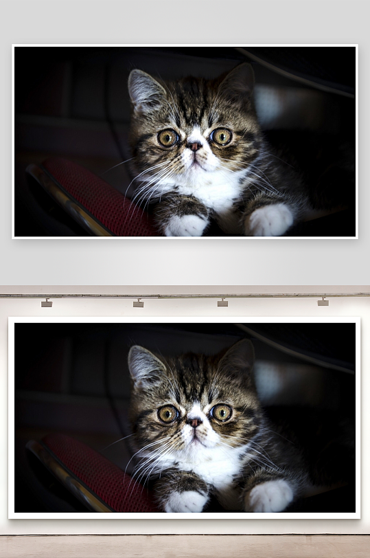 猫咪凝视镜头萌态十足-众图网