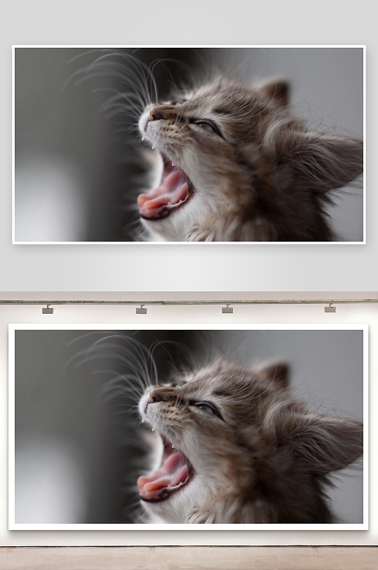 猫咪打哈欠特写照片摄影-众图网