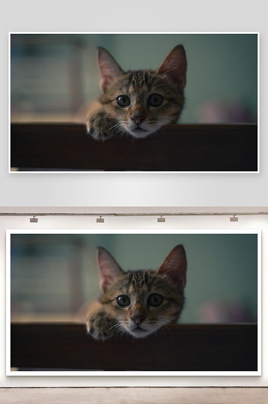 猫咪探头好奇望照片摄影-众图网