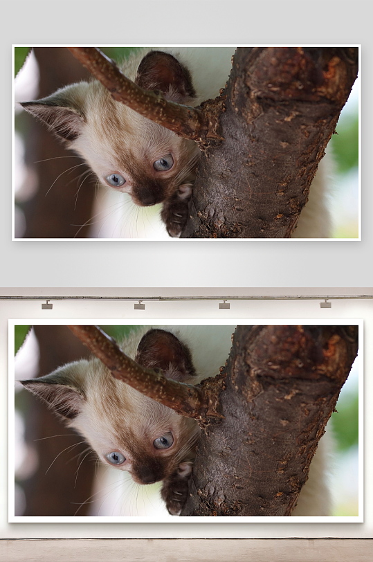 猫咪树上探头好奇张望-众图网