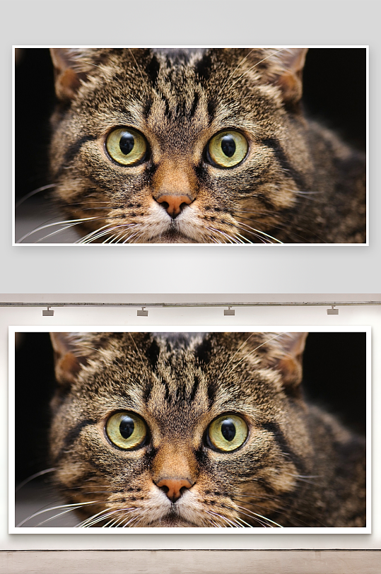 猫咪特写凝视的绿色眼睛-众图网