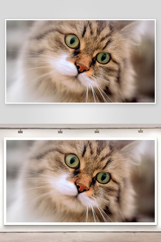 猫咪特写灵动绿眸与柔软毛发-众图网