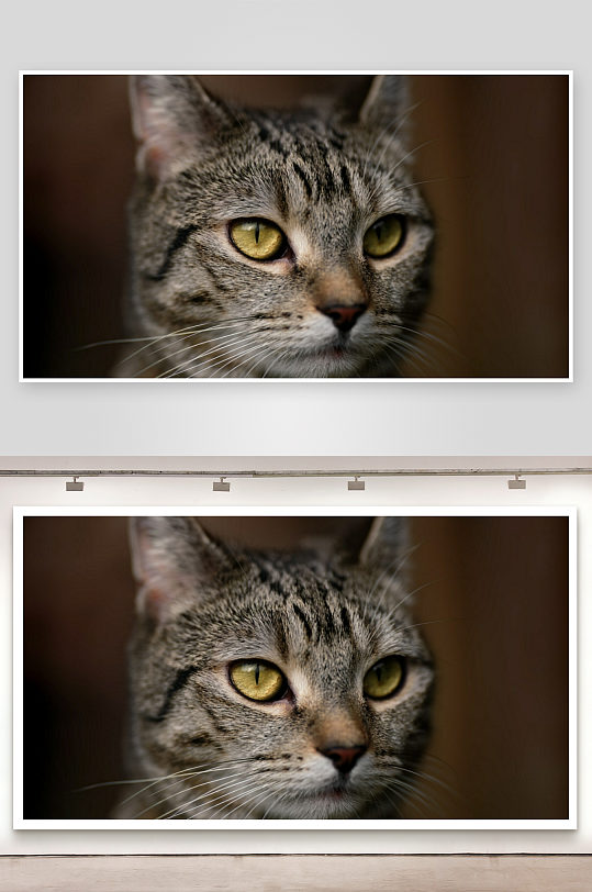 猫咪特写眼神专注-众图网