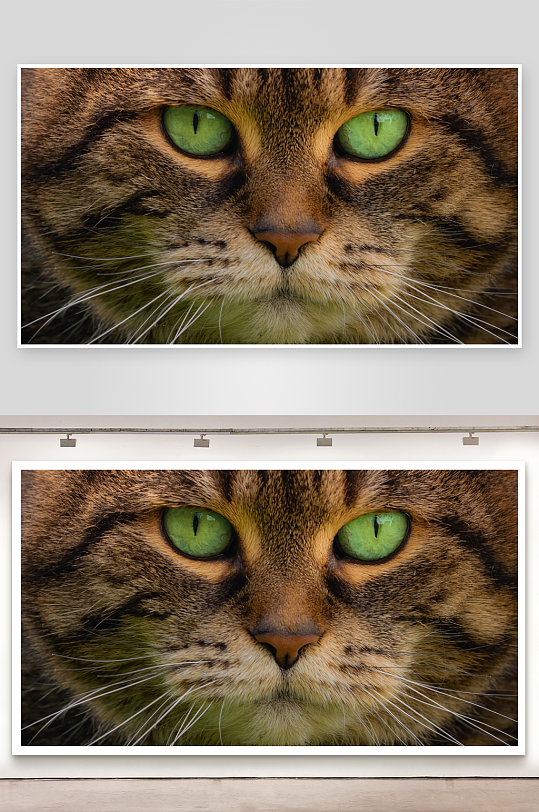 猫咪特写绿色眼眸与细腻毛发-众图网