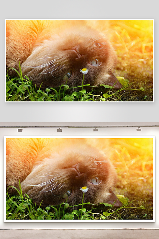 猫咪草地仰卧望向镜头-众图网