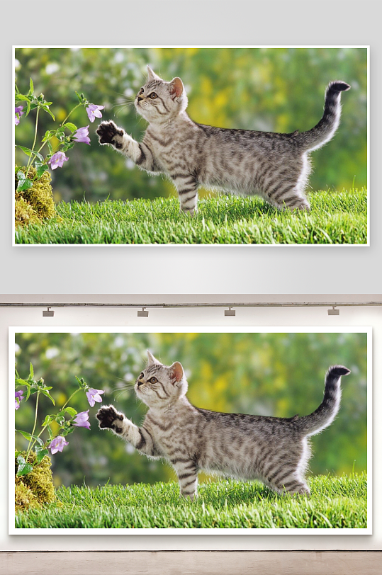 猫咪草地探花照片摄影-众图网