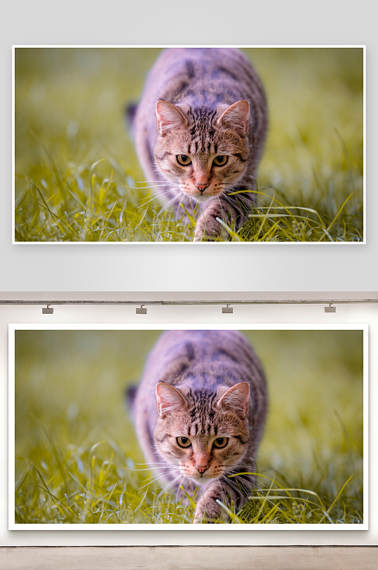 猫咪草地漫步照片摄影-众图网