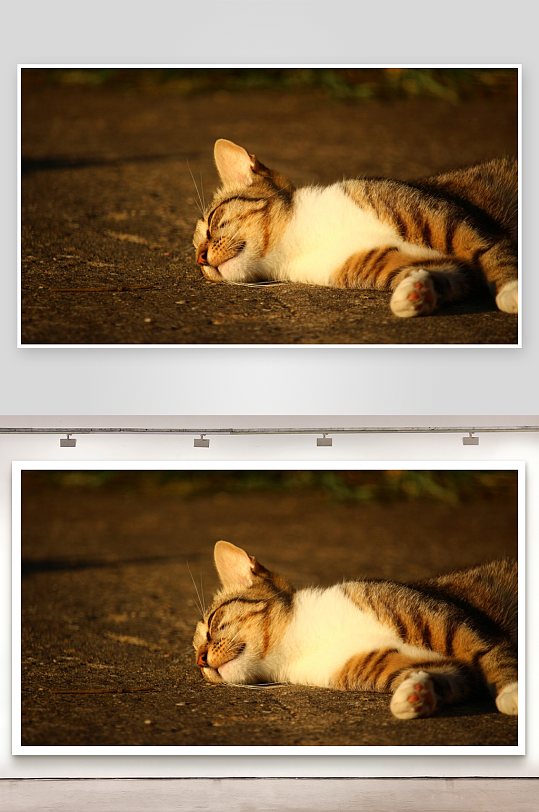 猫咪阳光下安睡照片摄影-众图网