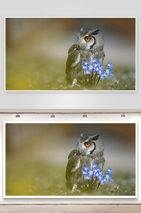 猫头鹰与蓝色小花同框-众图网