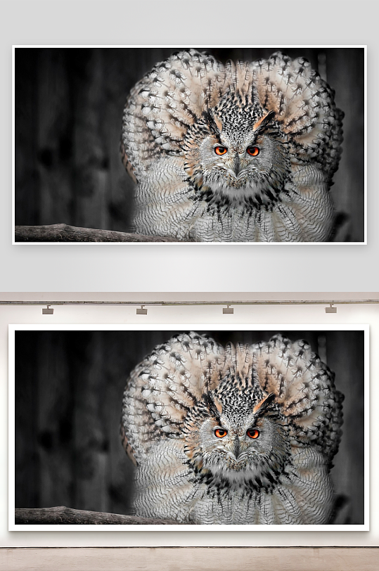 猫头鹰展翅特写照片摄影-众图网