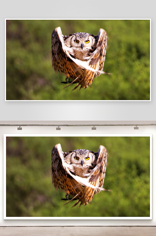 猫头鹰展翅飞行瞬间-众图网