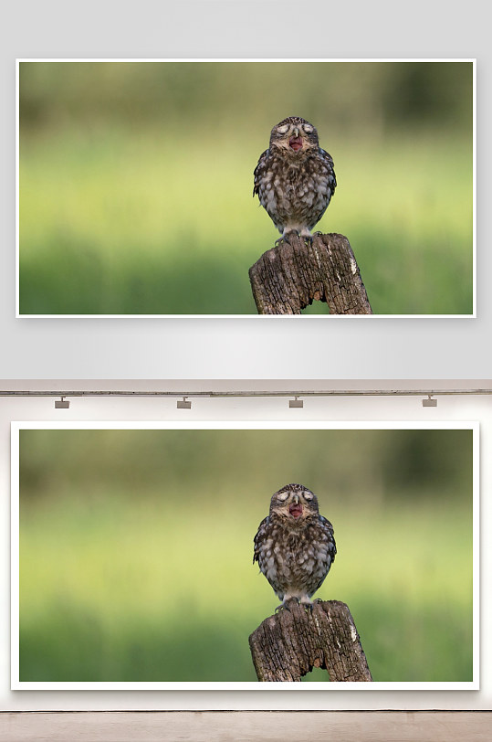 猫头鹰张嘴栖息木桩-众图网