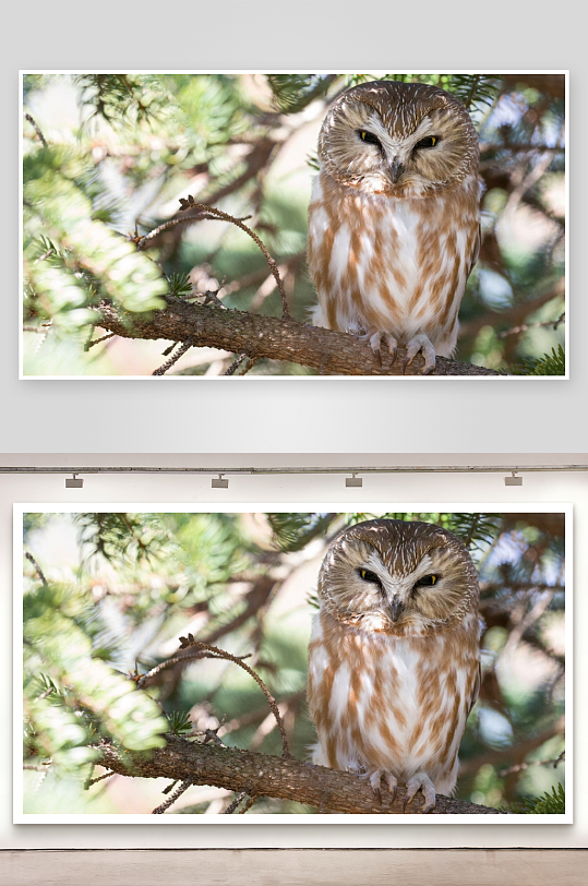 猫头鹰栖息松树枝头-众图网