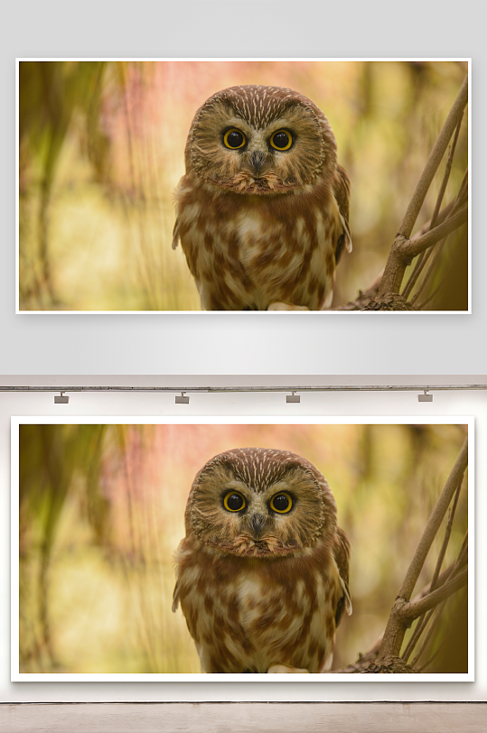 猫头鹰栖息枝头特写-众图网