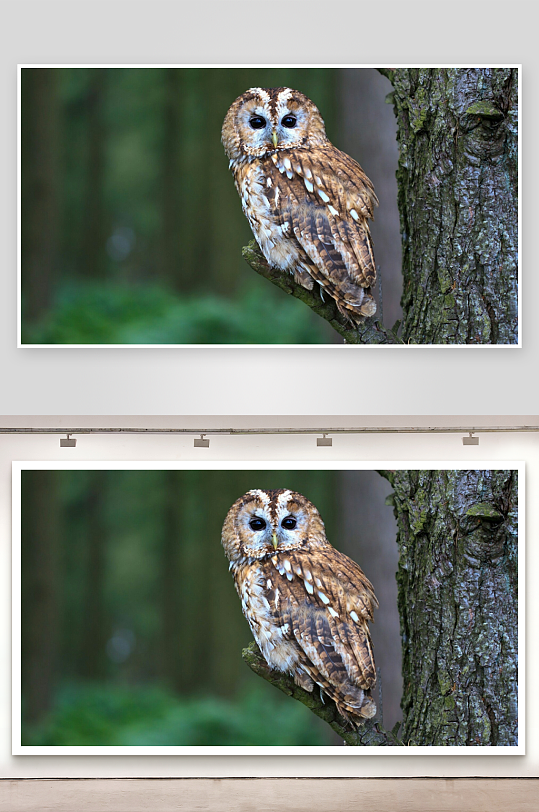 猫头鹰栖息树干静止不动-众图网